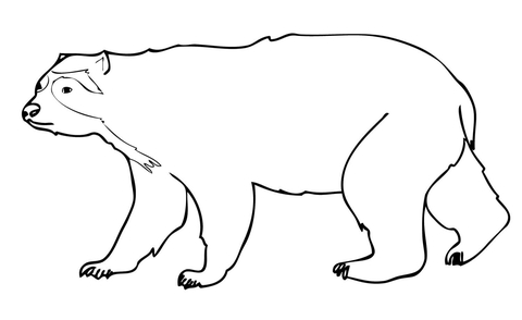 Spectacled Andean Bear Coloring Page